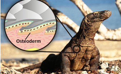 The living Komodo dragon and illustration showing how the osteoderm bone reinforces the scales and acts like body armour. Photo of the Komodo dragon by Bryan Fry, inset by Gilbert Price.